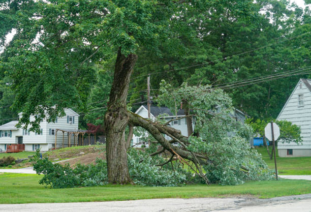 Best Tree Trimming and Pruning  in , OH